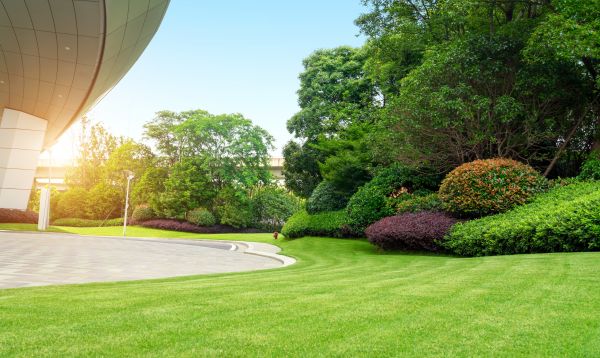 Cost of Commercial Shrub Trimming in San Antonio