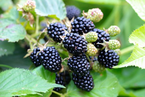Cost of Blackberry Bush Removal in San Antonio