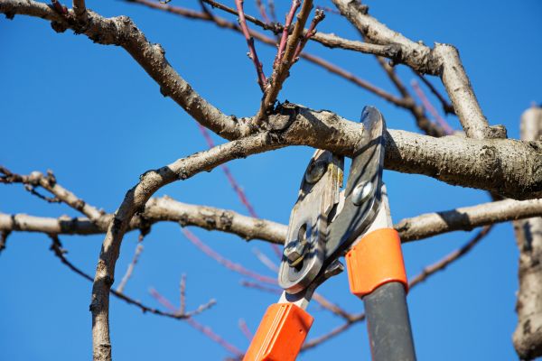 Cost of Pruning Service in San Antonio