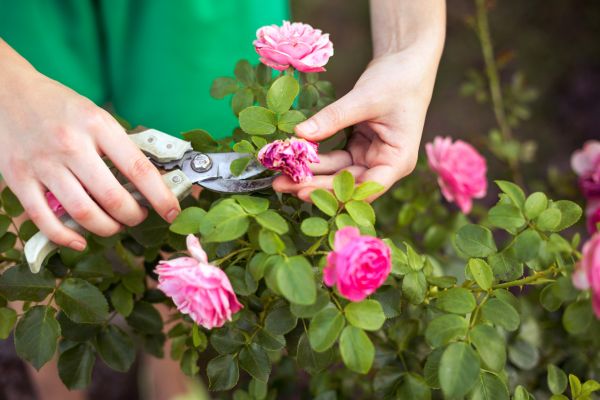 Cost of Rose Trimming in San Antonio
