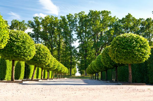 Topiary Pruning Service