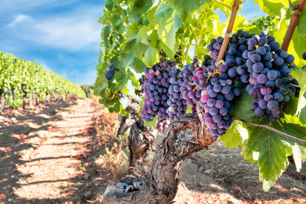 Cost of Grapevine Pruning in San Antonio