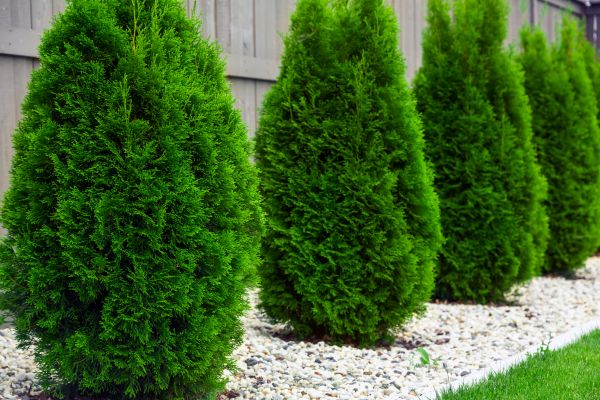 Cost of Arborvitae Removal in San Antonio