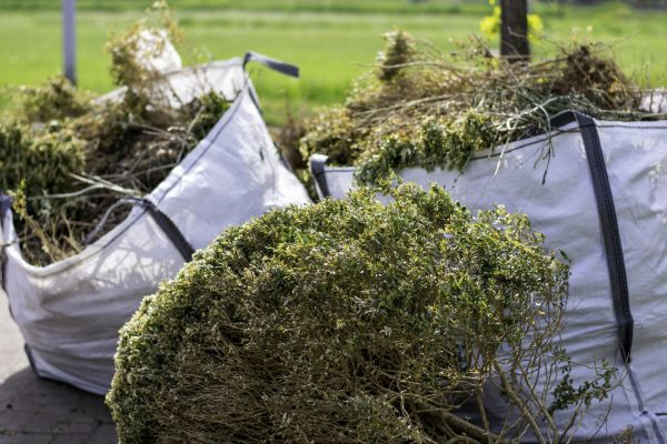 Cost of Shrubs Removal in San Antonio