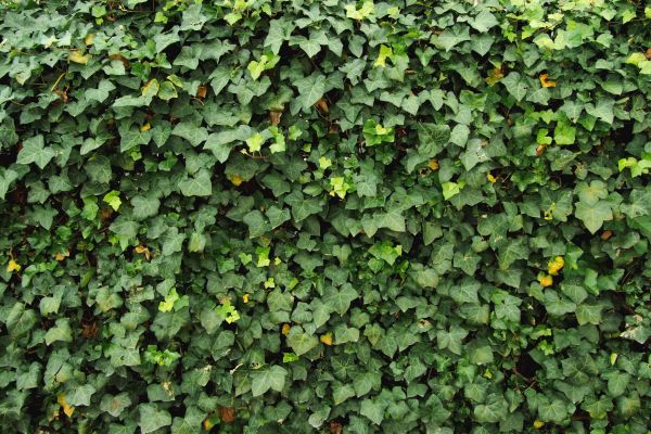 Cost of Ivy Pruning service in San Antonio