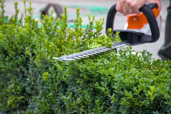 Cost of Evergreen Hedge Trimming in San Antonio