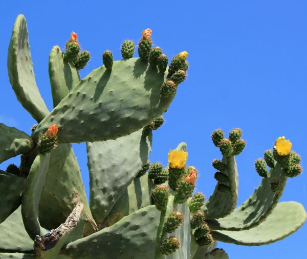 Cost of Cactus Removal in San Antonio