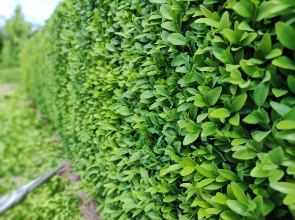 Cost of Boxwood Pruning in San Antonio