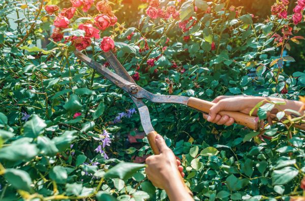 Cost of Knockout Roses Pruning in San Antonio