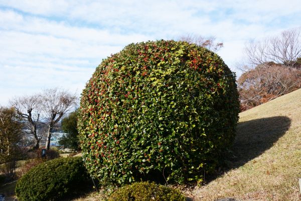 Cost of Holly Shrub Pruning in San Antonio