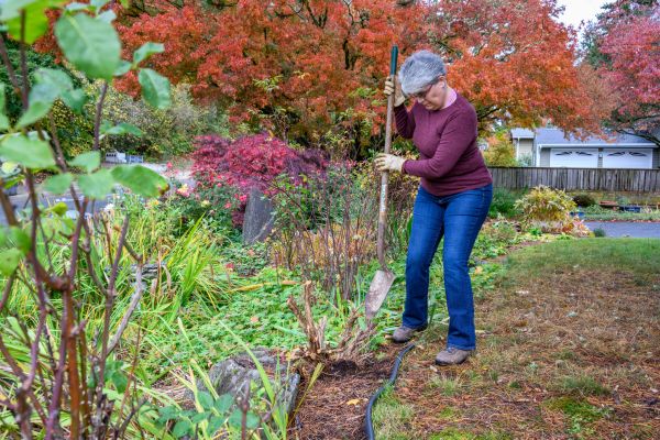 Cost of Dead Bush Removal in San Antonio