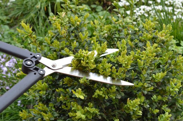 Cost of Boxwood Trimming in San Antonio