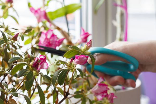 Cost of Azalea Pruning in San Antonio