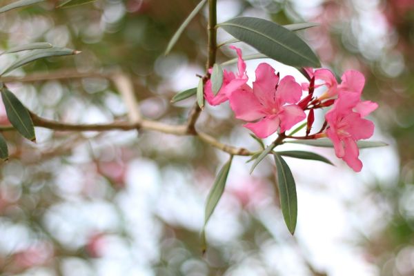 Cost of Oleander Removal in San Antonio