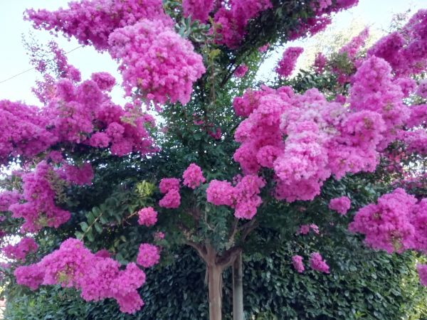 Cost of Crape Myrtle Pruning in San Antonio