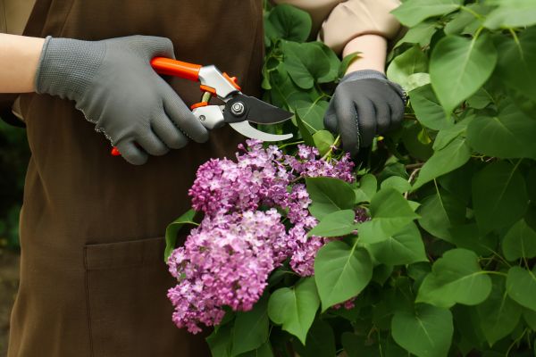 Cost of Lilac Pruning Service in San Antonio