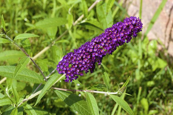 Cost of Butterfly Bush Pruning in San Antonio