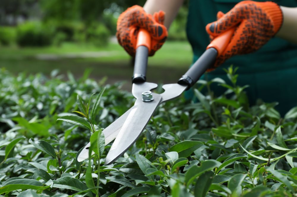 Shrub Thinning