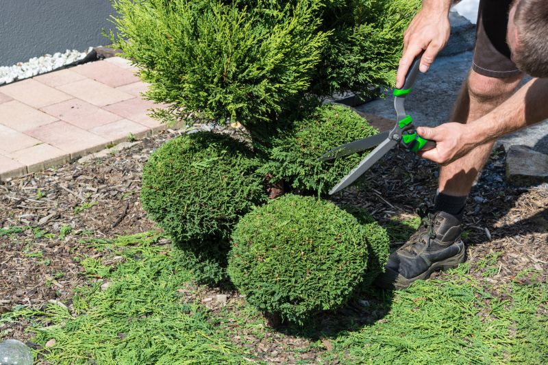 Evergreen Shrub Pruning