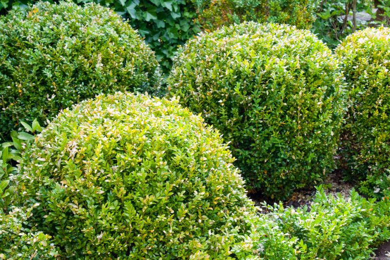 Healthy Shrubs
